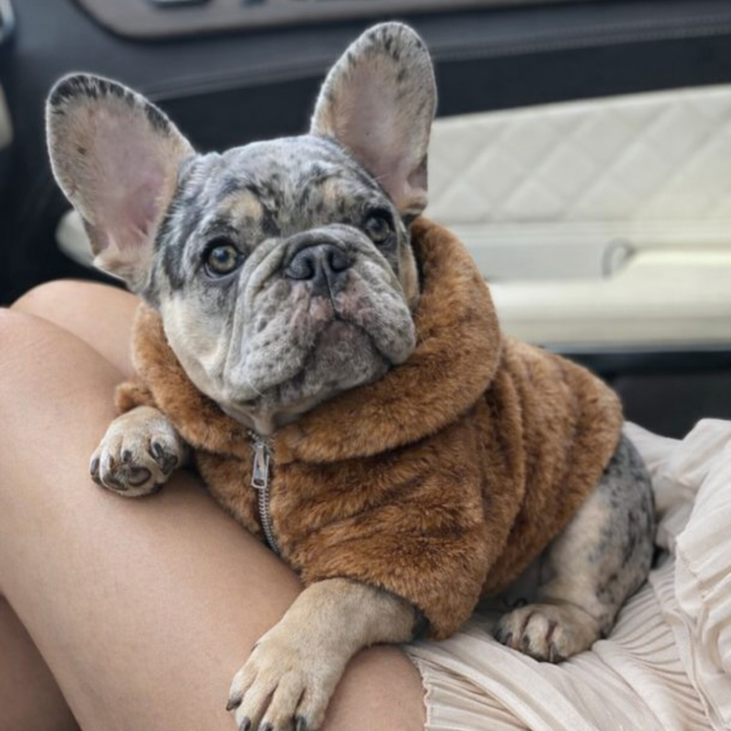 Luxury Fur Dog hoodie - satin lined
